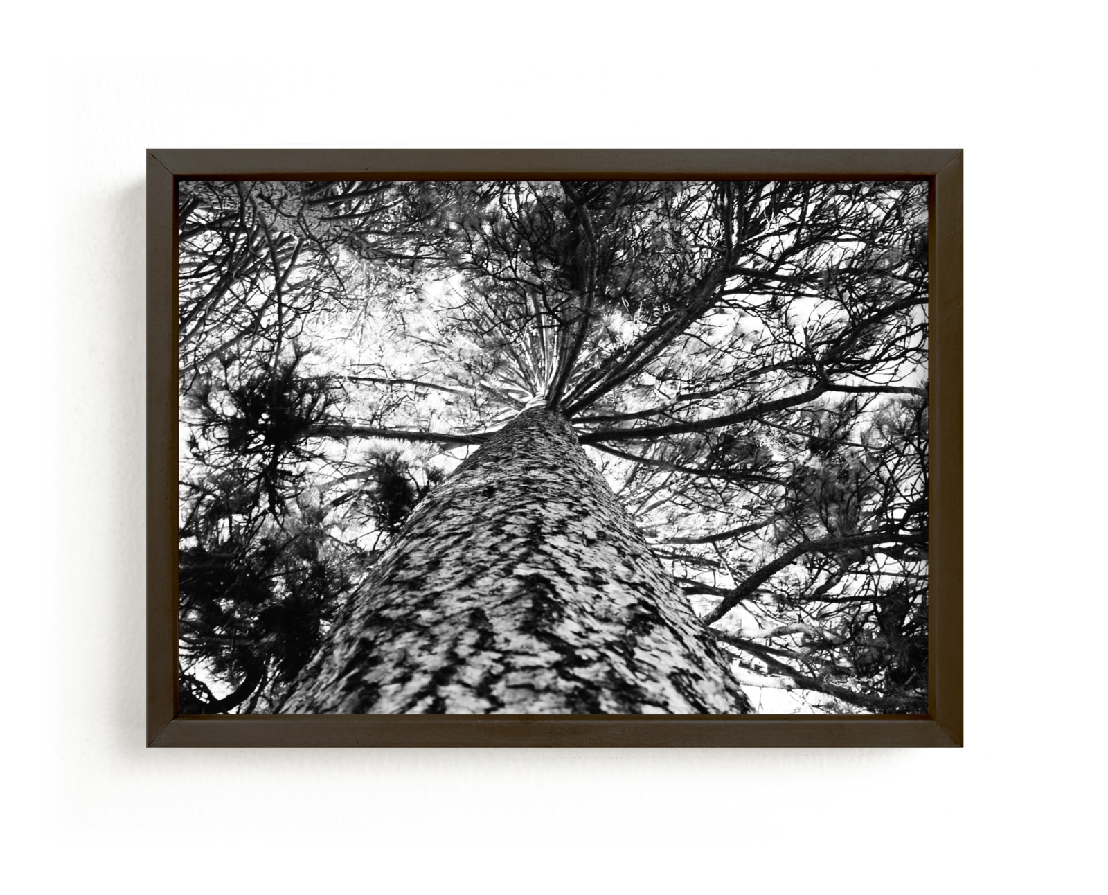 "Ponderosa Pine" - Art Print by Erin Deegan in beautiful frame options and a variety of sizes.