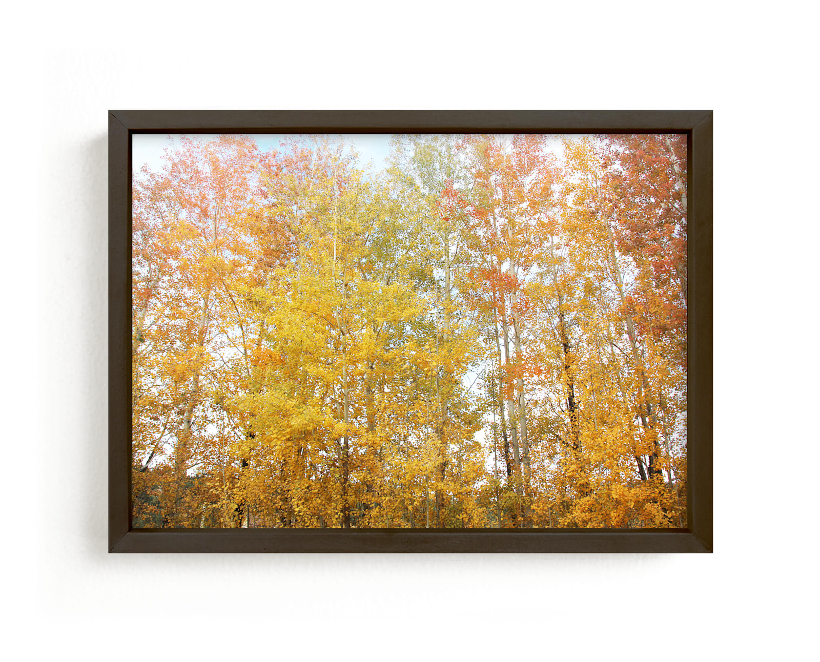 "Colorful Aspens" by Lauren Manas in beautiful frame options and a variety of sizes.