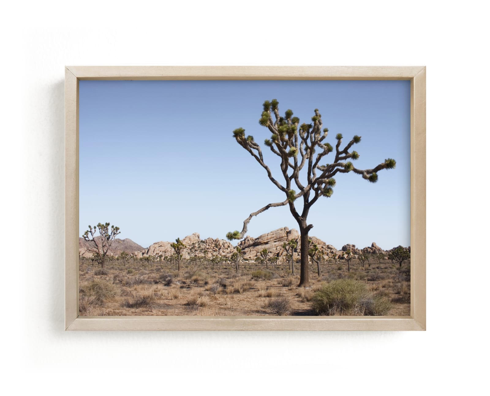 "Joshua Tree With Rock Formation in" - Limited Edition Art Print by Kathy Van Torne in beautiful frame options and a variety of sizes.