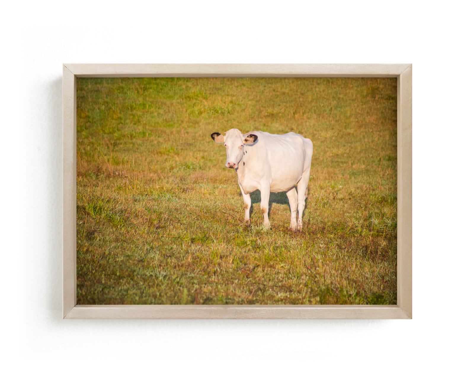 "White cow" by Lying on the grass in beautiful frame options and a variety of sizes.