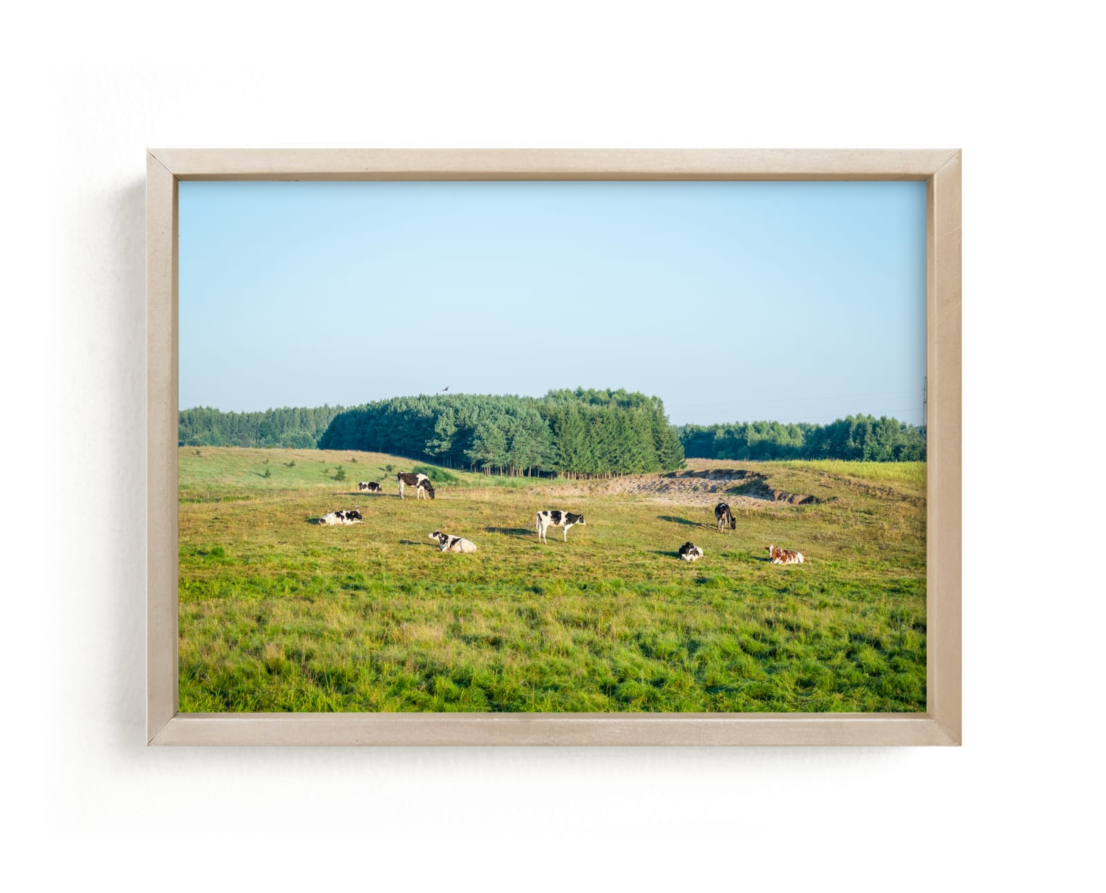 "Pasture of cows II" by Lying on the grass in beautiful frame options and a variety of sizes.