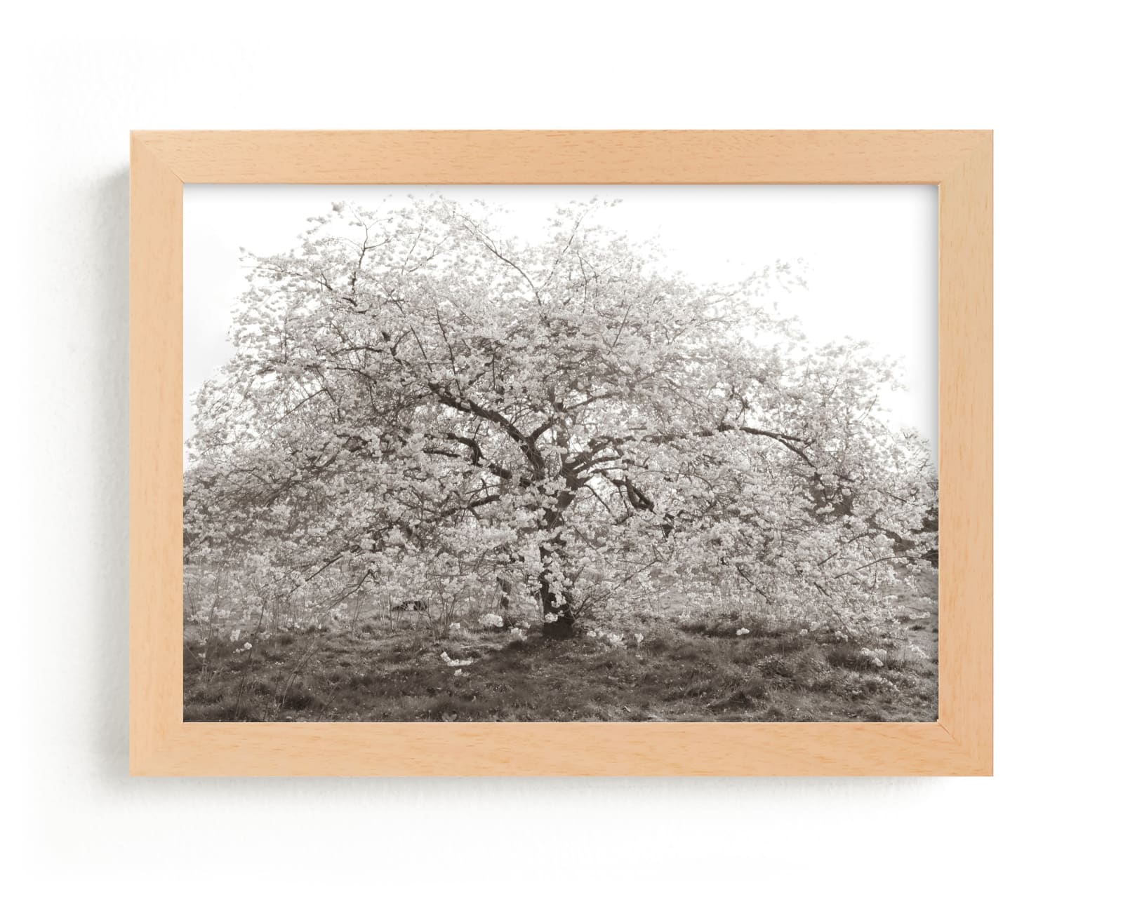"bloom I" - Limited Edition Art Print by Sara Hicks Malone in beautiful frame options and a variety of sizes.
