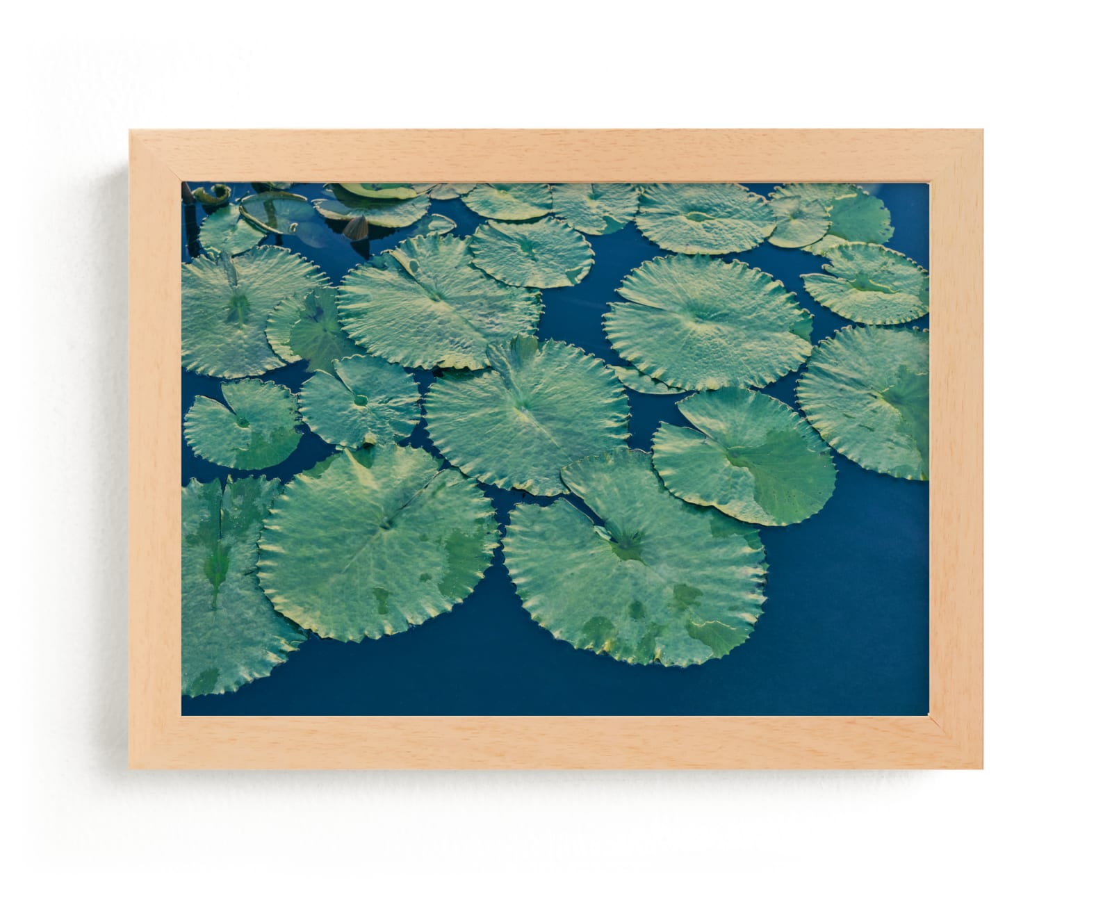 Painted Lily Pads Fine Art Prints by Jessica C Nugent