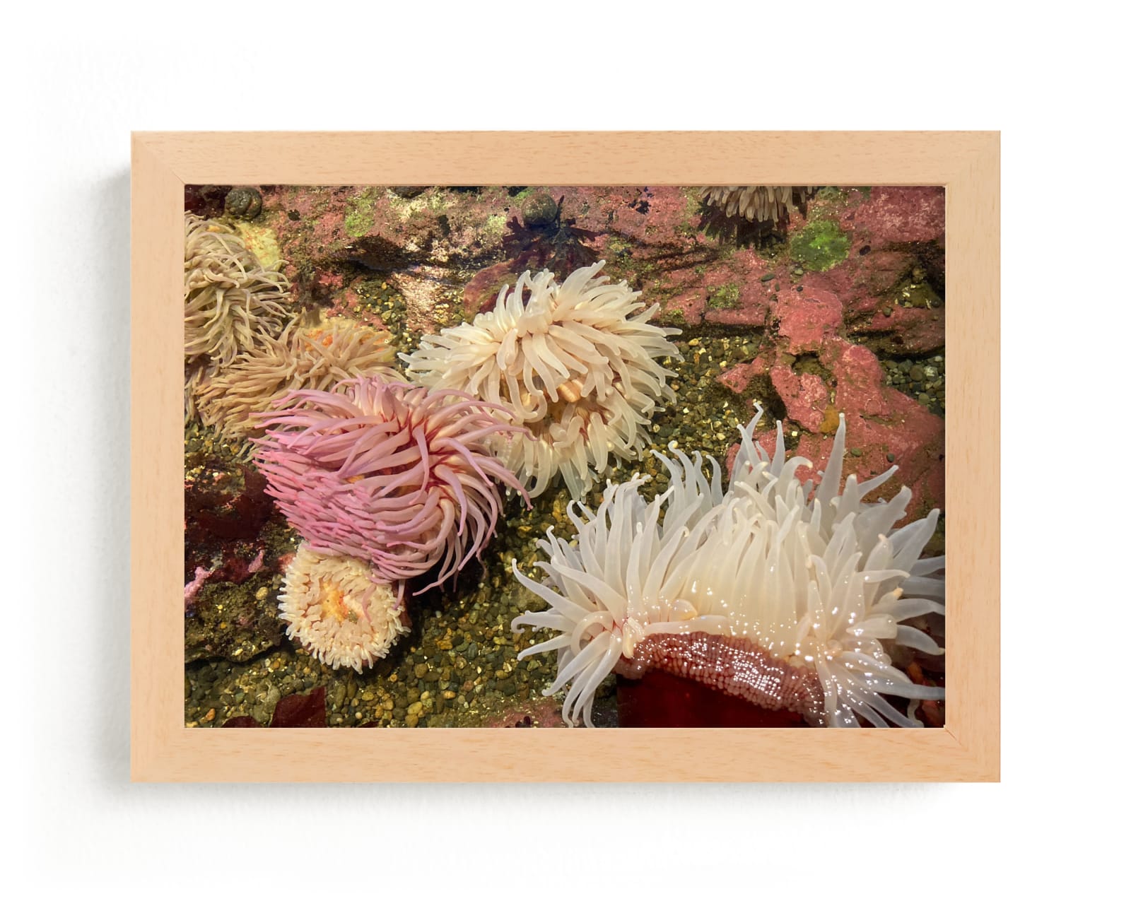 "Sea Anemones" by Nicole Simms in beautiful frame options and a variety of sizes.