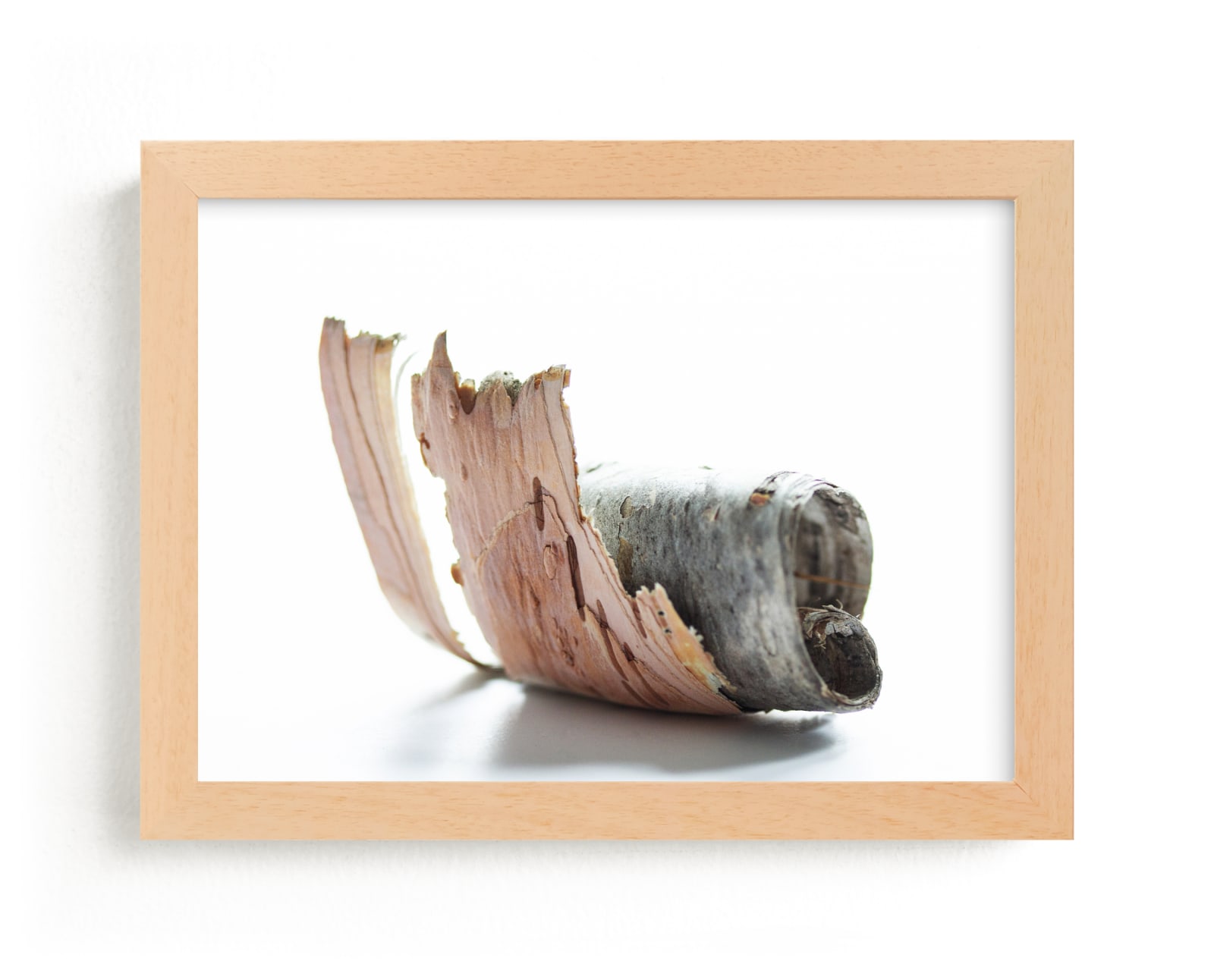 "Birch Rolled" by Alexis Arnold in beautiful frame options and a variety of sizes.