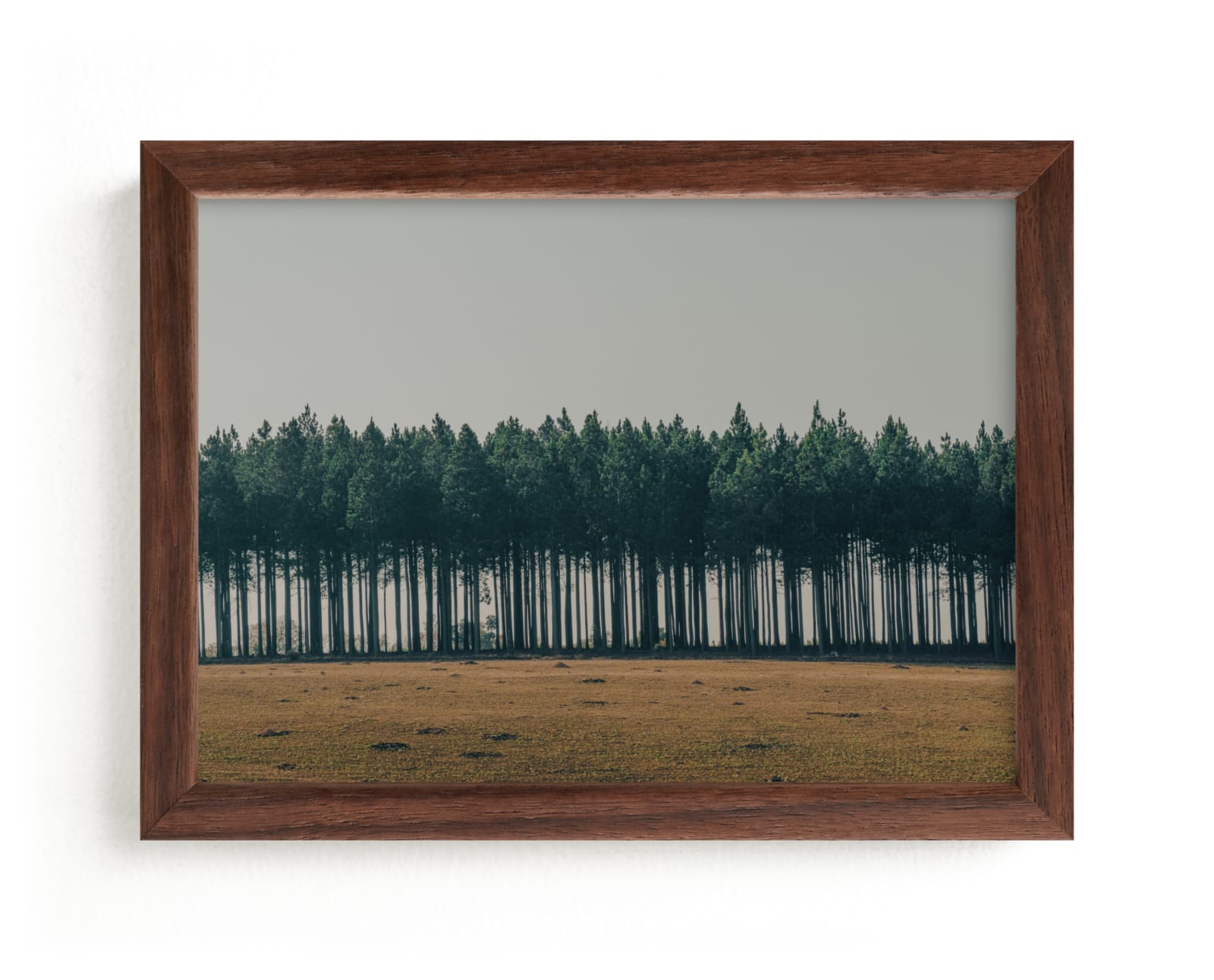 "Moody Trees" - Limited Edition Art Print by Zani van Zyl in beautiful frame options and a variety of sizes.