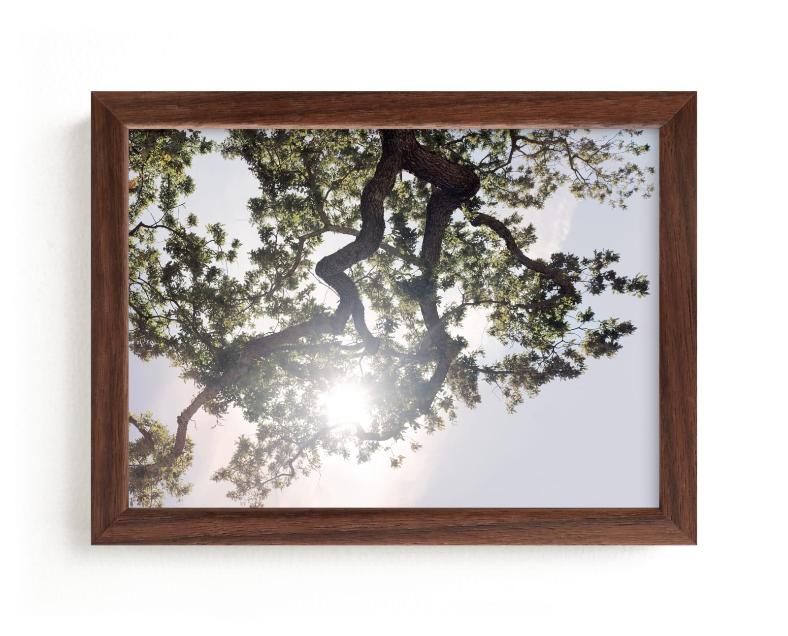 "Elegant Oak Tree" - Limited Edition Art Print by Wilder California in beautiful frame options and a variety of sizes.