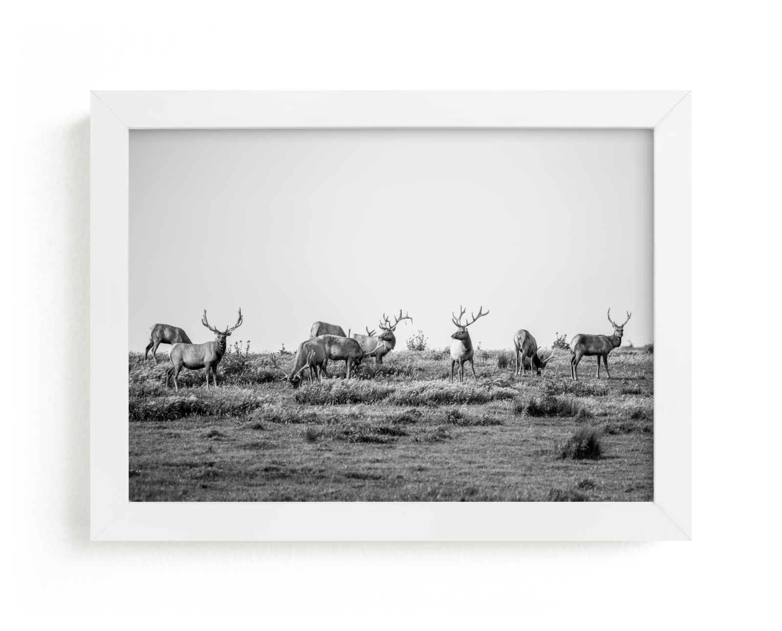 "tule elk" - Limited Edition Art Print by Crystal Lynn Collins in beautiful frame options and a variety of sizes.