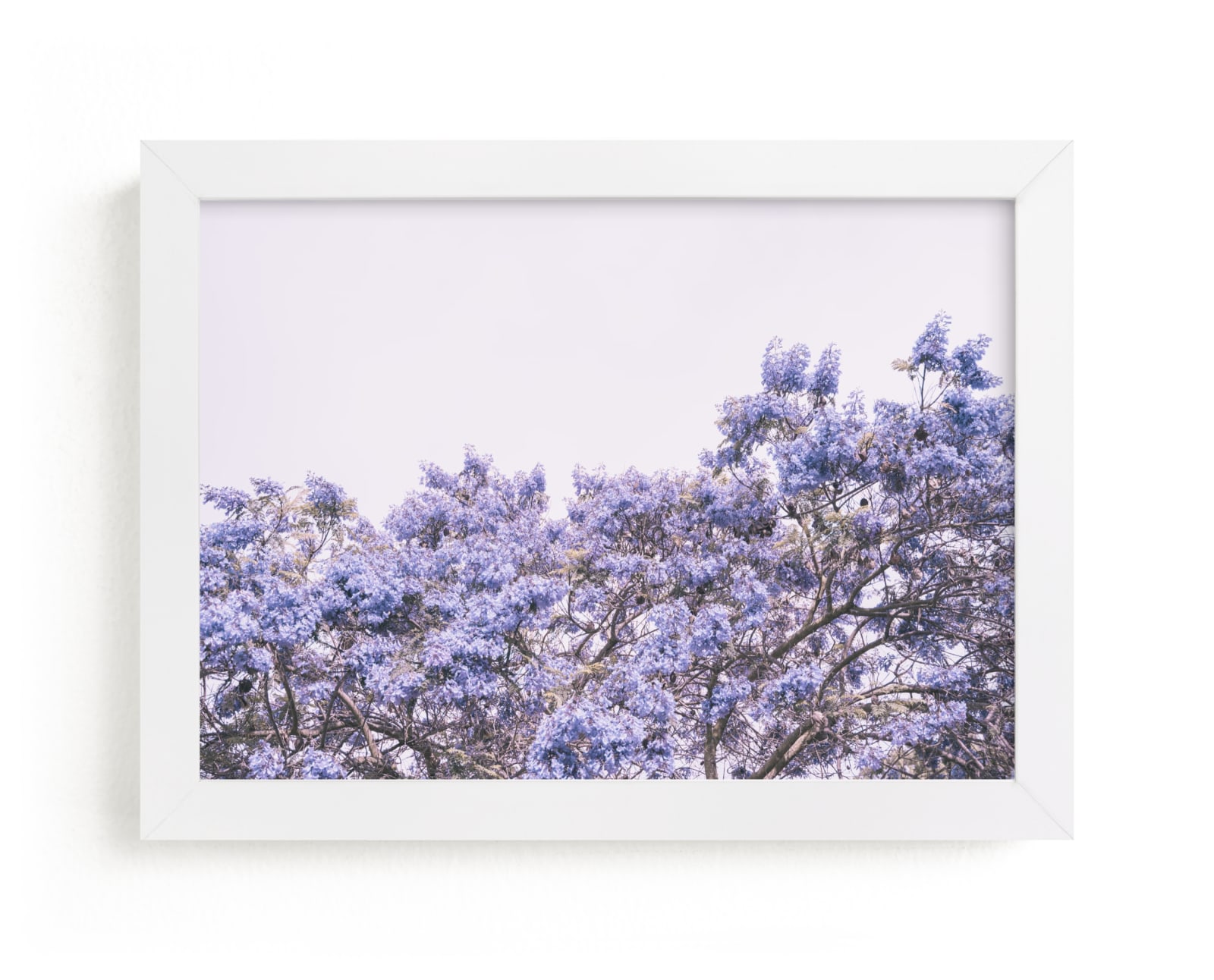 "Jacaranda in bloom" - Limited Edition Art Print by Owl and Toad in beautiful frame options and a variety of sizes.