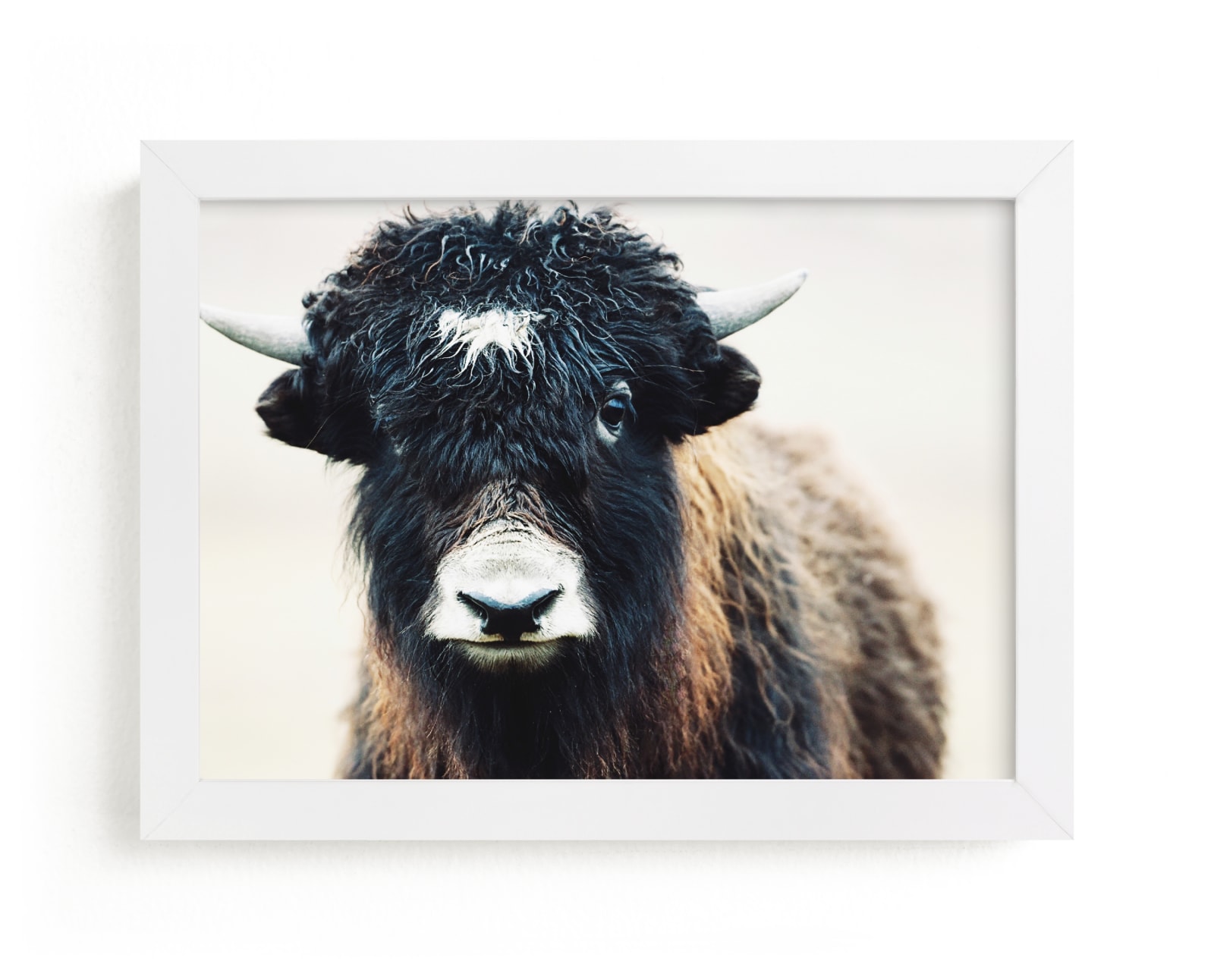 "Thomas Bangs" - Limited Edition Art Print by Amy Carroll in beautiful frame options and a variety of sizes.