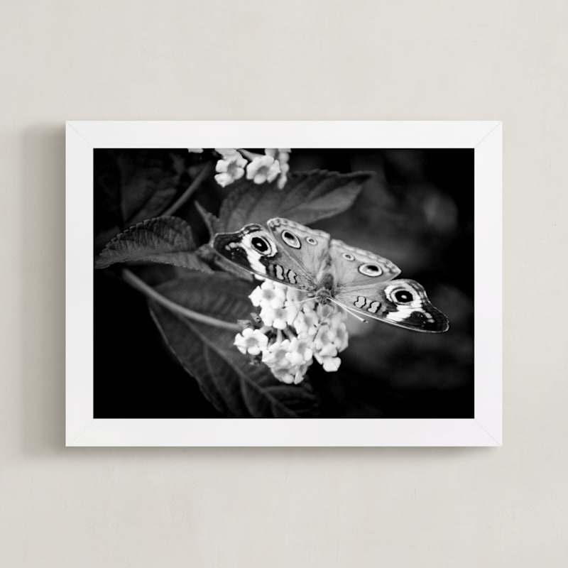 Common Buckeye