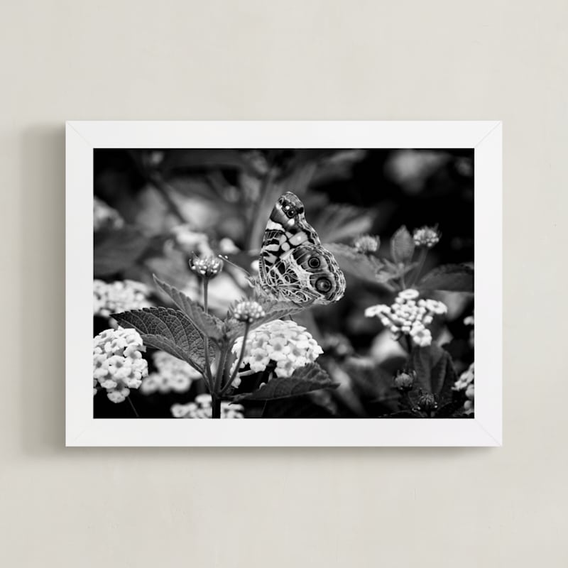 Painted Lady