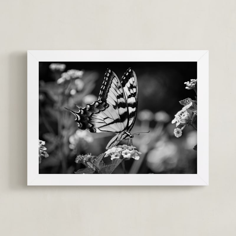 Tiger Swallowtail