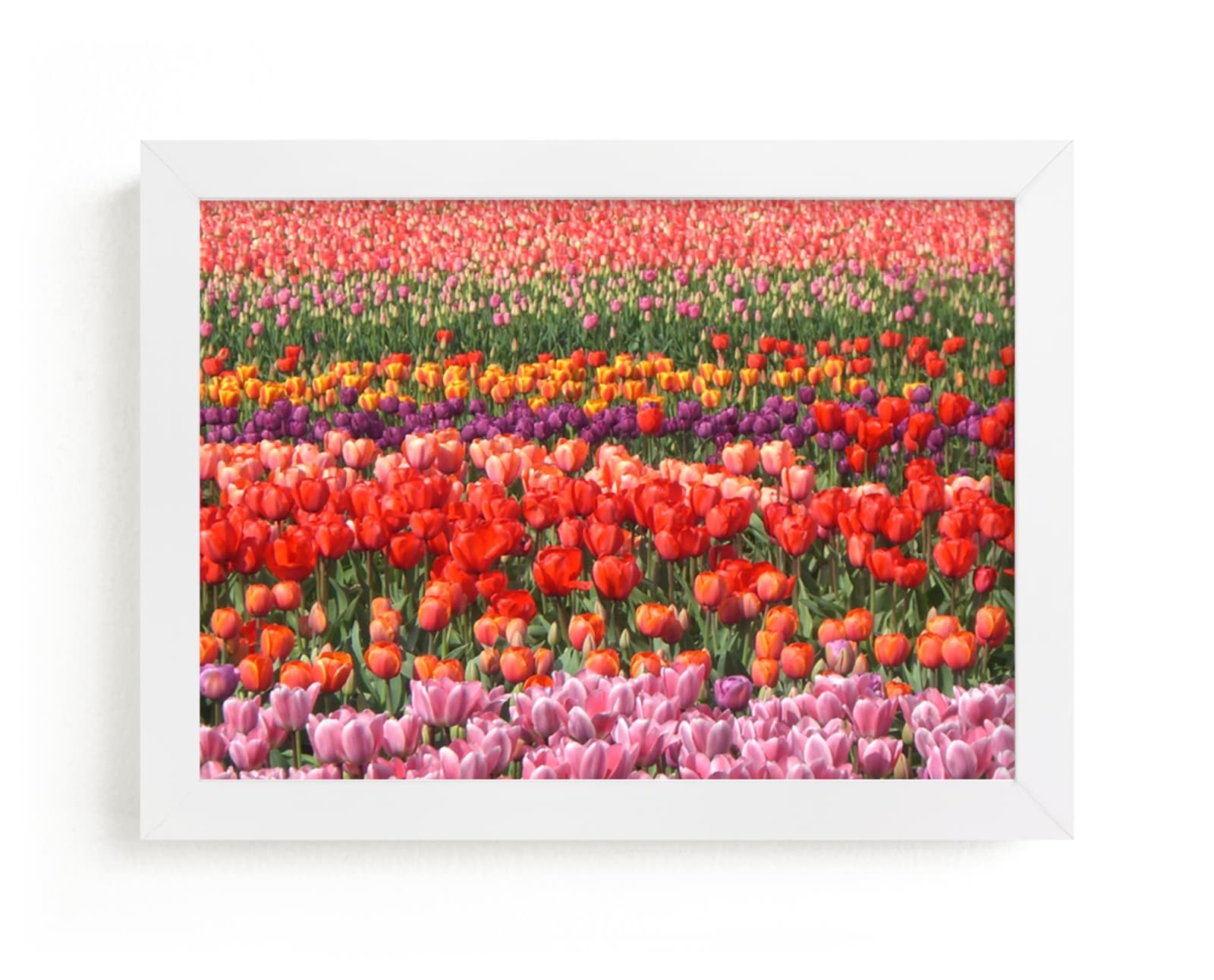 "Tulip Power" - Art Print by Jan Kessel in beautiful frame options and a variety of sizes.