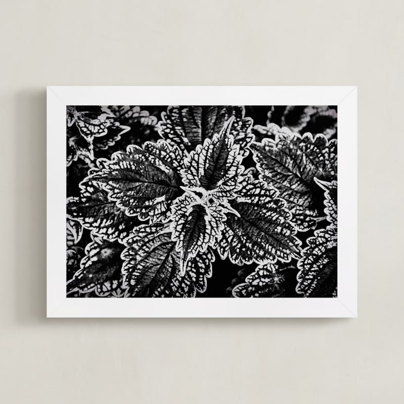 BW Leaves