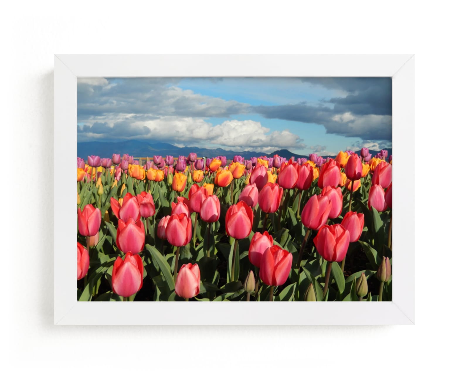 "Tulip Gardens" - Art Print by Jan Kessel in beautiful frame options and a variety of sizes.