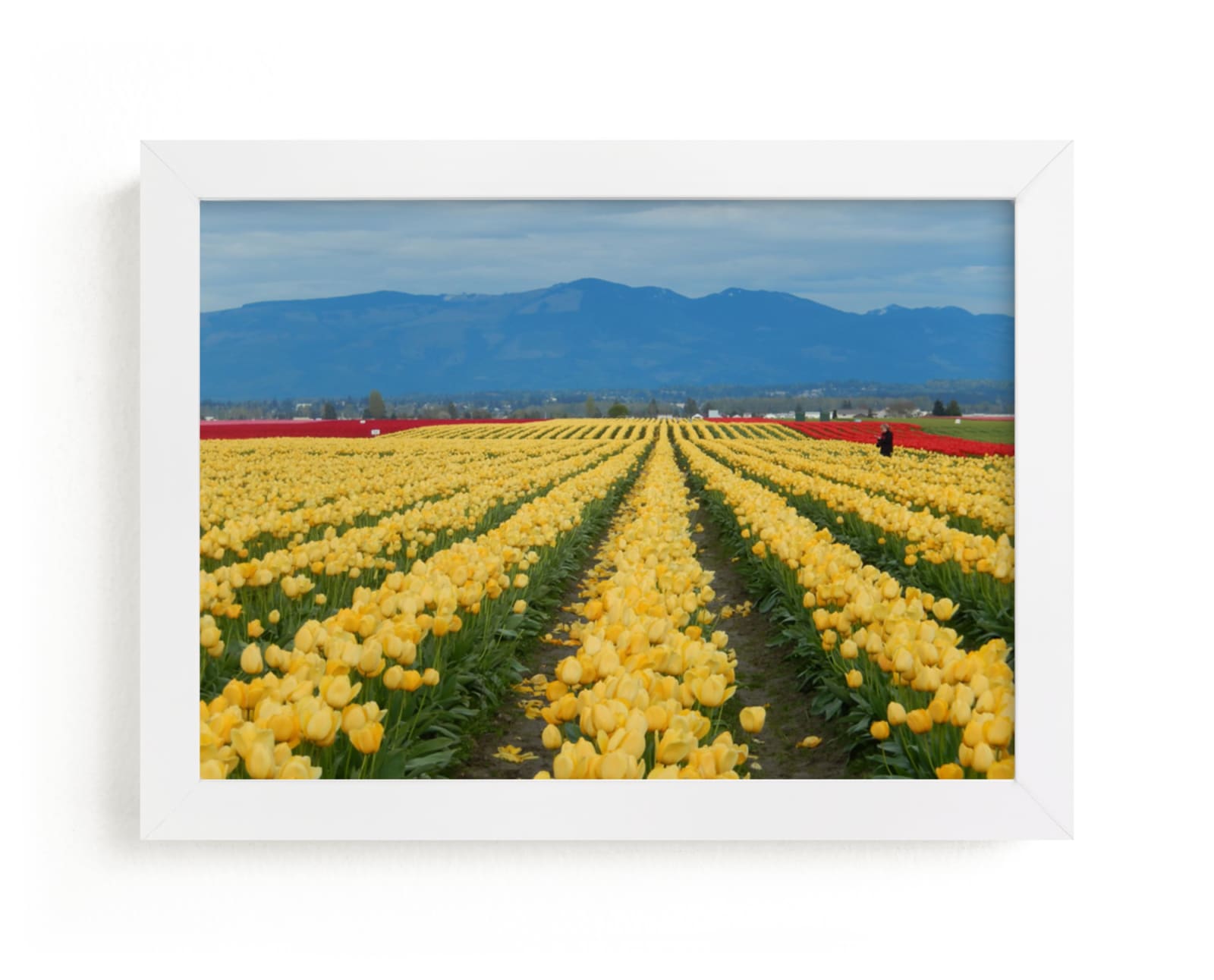 "Carpet of Tulips" - Art Print by Jan Kessel in beautiful frame options and a variety of sizes.
