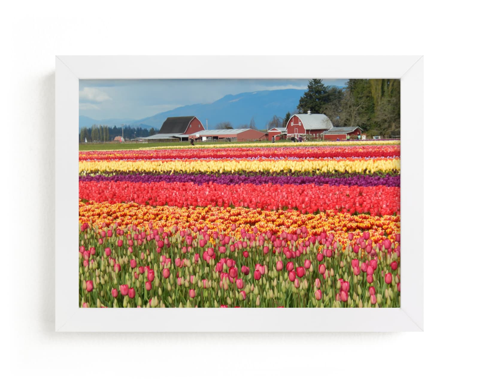 "Classic Tulip Town" - Art Print by Jan Kessel in beautiful frame options and a variety of sizes.