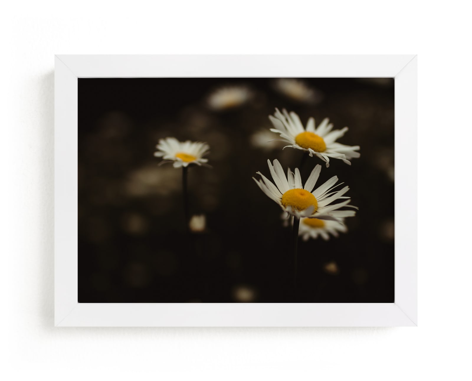 "Daisy Dreams" by Hollie Renner Photography in beautiful frame options and a variety of sizes.