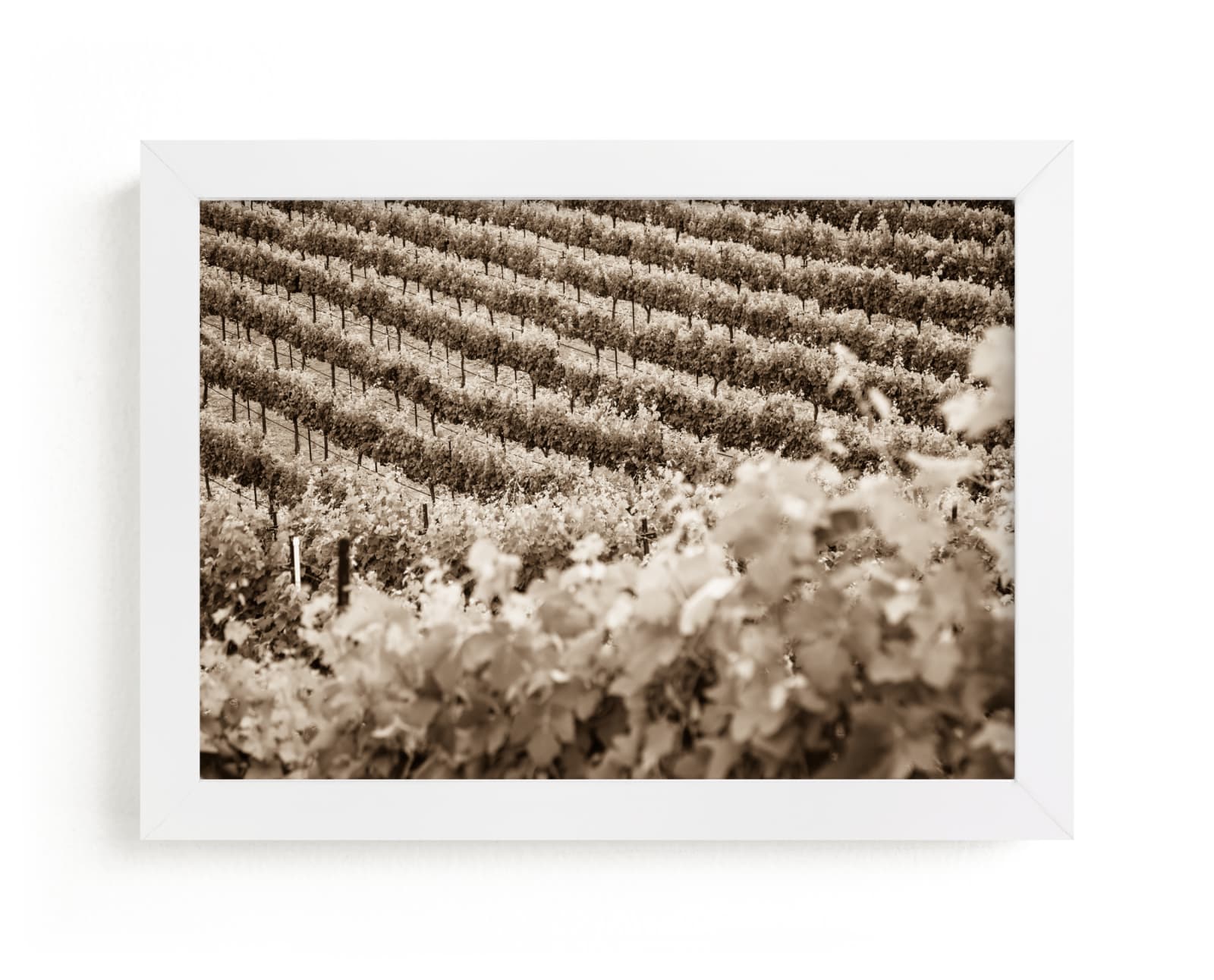 "Vineyard Seasons: June  No. 1" by Shannon Howard in beautiful frame options and a variety of sizes.