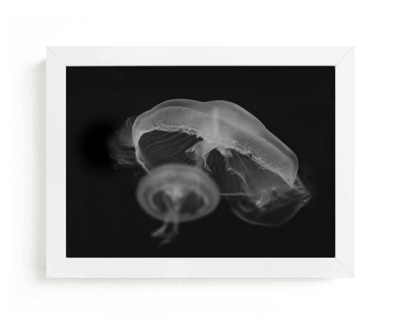 "Graceful Jelly" by Hollie Renner Photography in beautiful frame options and a variety of sizes.