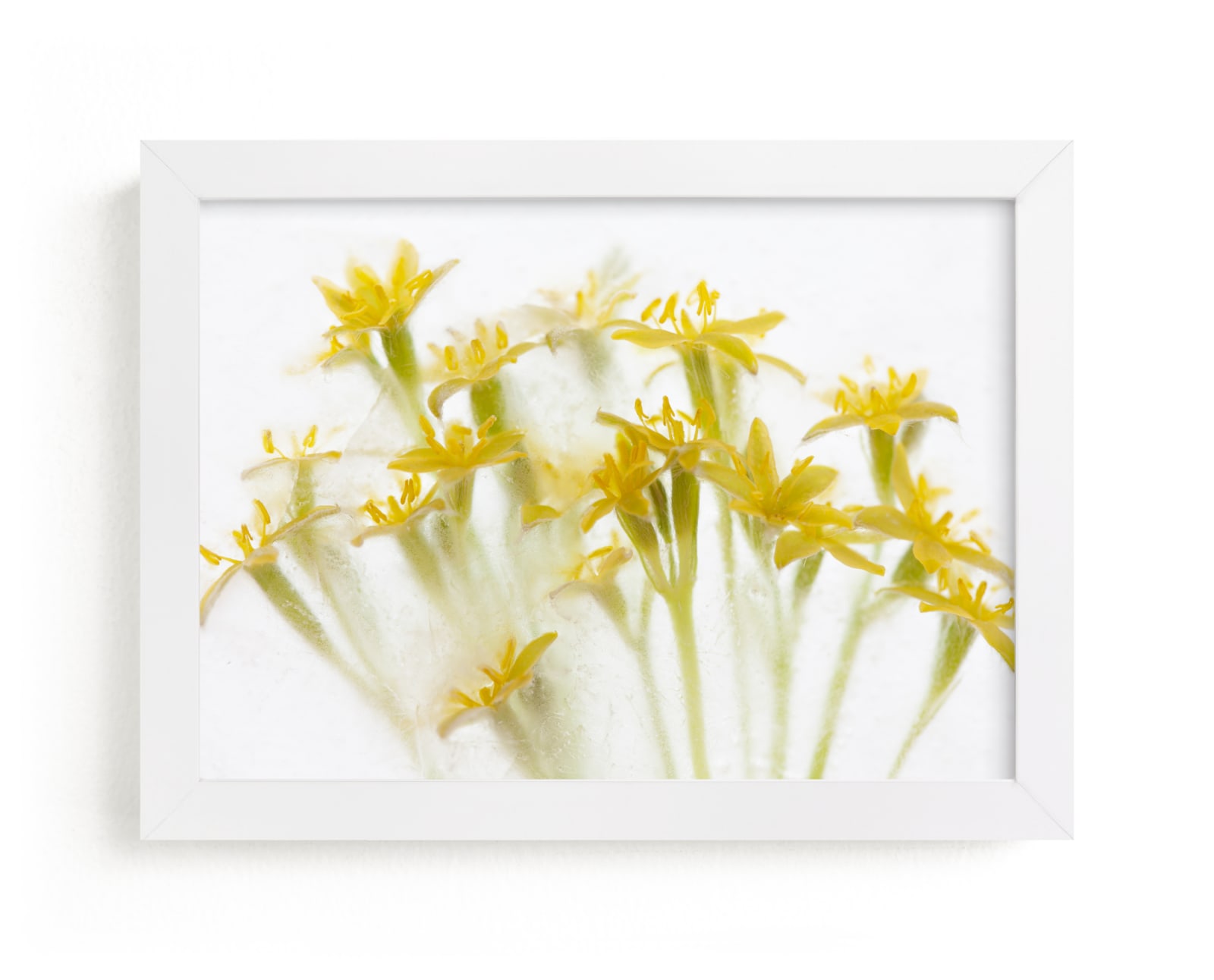 "Micro flowers" by Eliane Lamb in beautiful frame options and a variety of sizes.