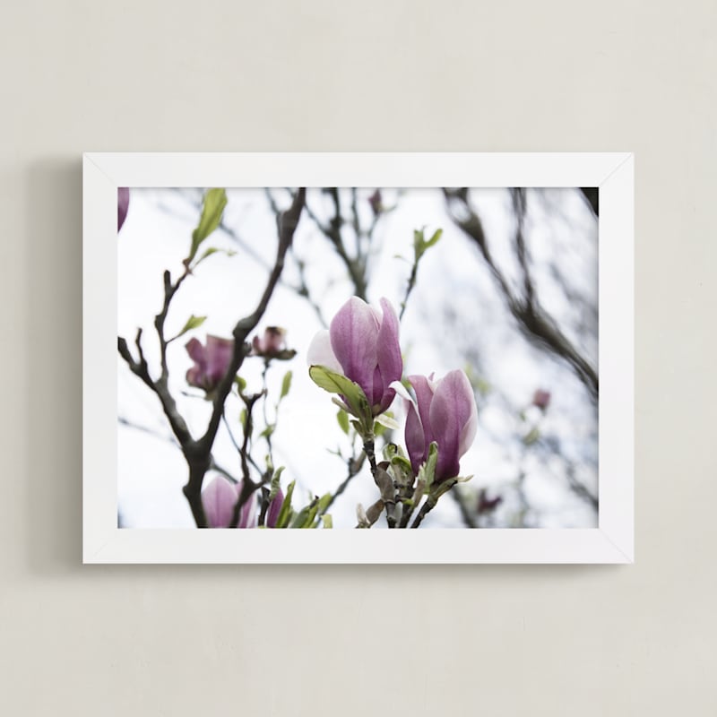 Sugar Magnolia