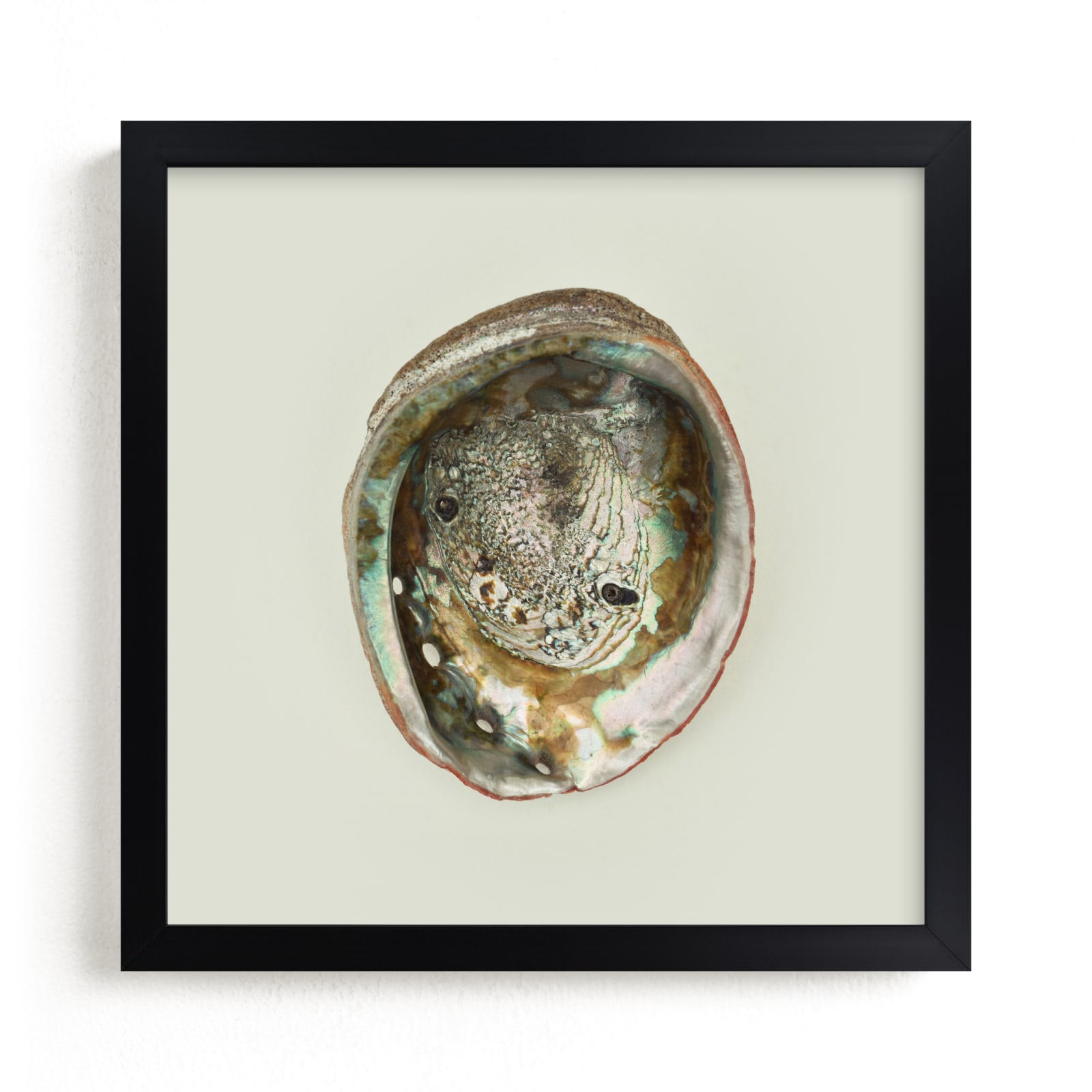"Abalone Shell" - Limited Edition Art Print by Field and Sky in beautiful frame options and a variety of sizes.