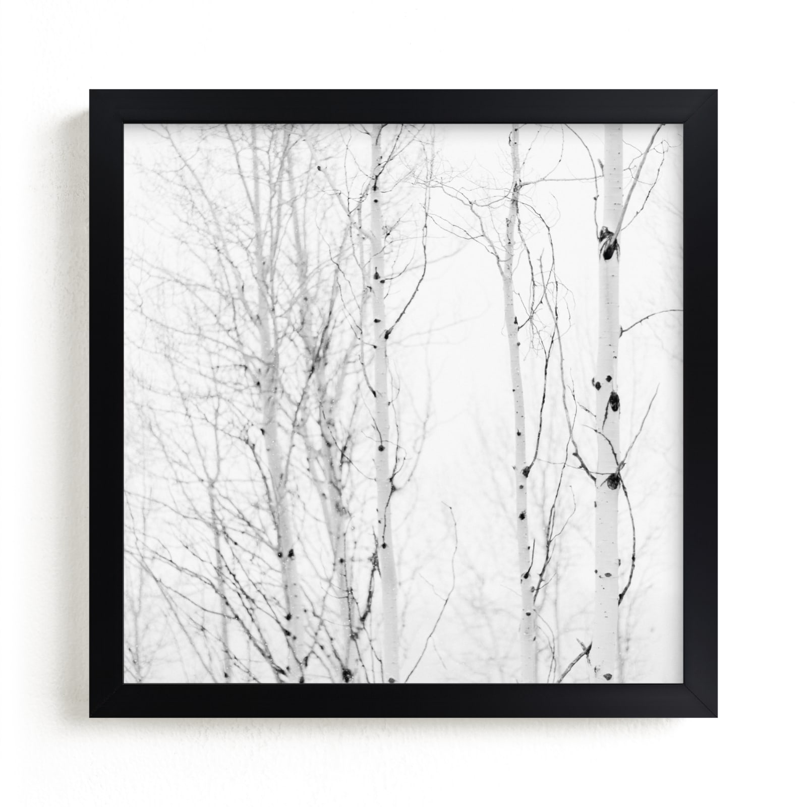 "White Aspens" - Limited Edition Art Print by Jessica C Nugent in beautiful frame options and a variety of sizes.