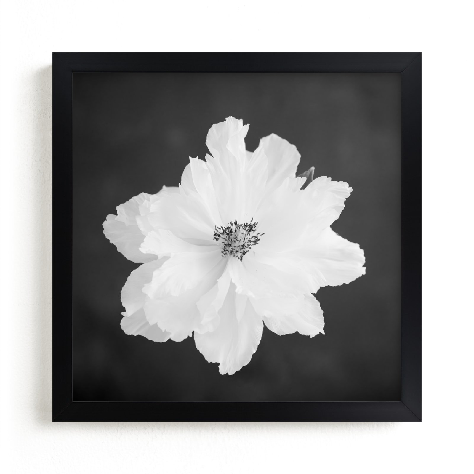 "Peony II" - Limited Edition Art Print by Ilze Lucero in beautiful frame options and a variety of sizes.