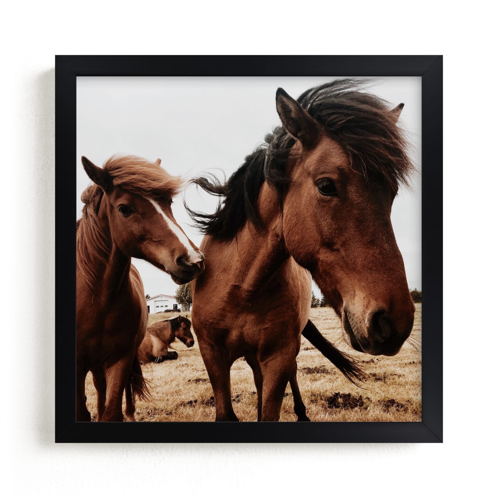 "Windswept (Iceland)" - Art Print by Elise Akerson in beautiful frame options and a variety of sizes.