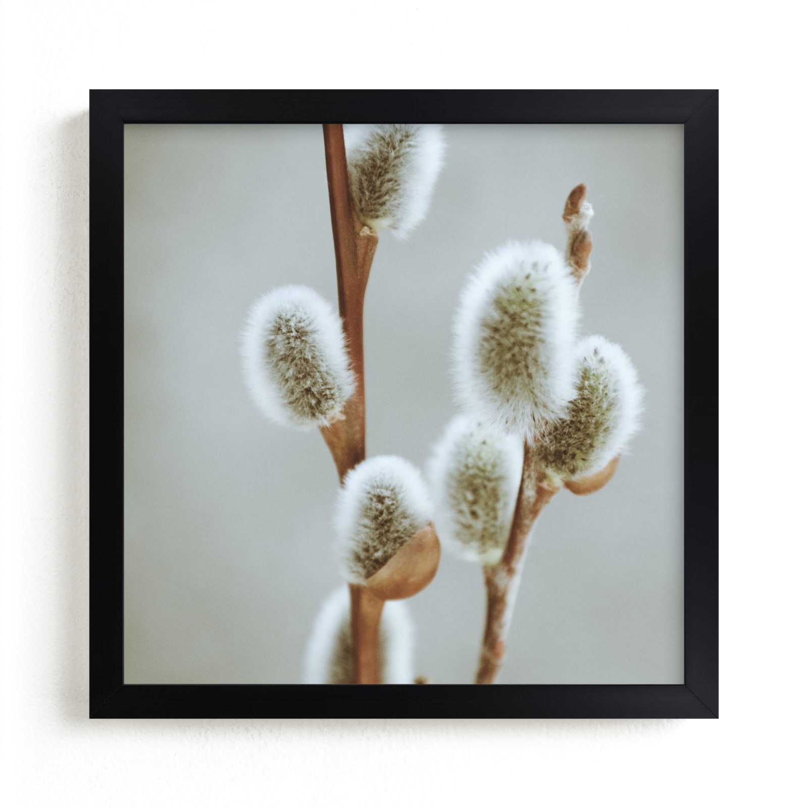 "Fuzzy Catkins" - Art Print by Johanna Phillips Huuva in beautiful frame options and a variety of sizes.