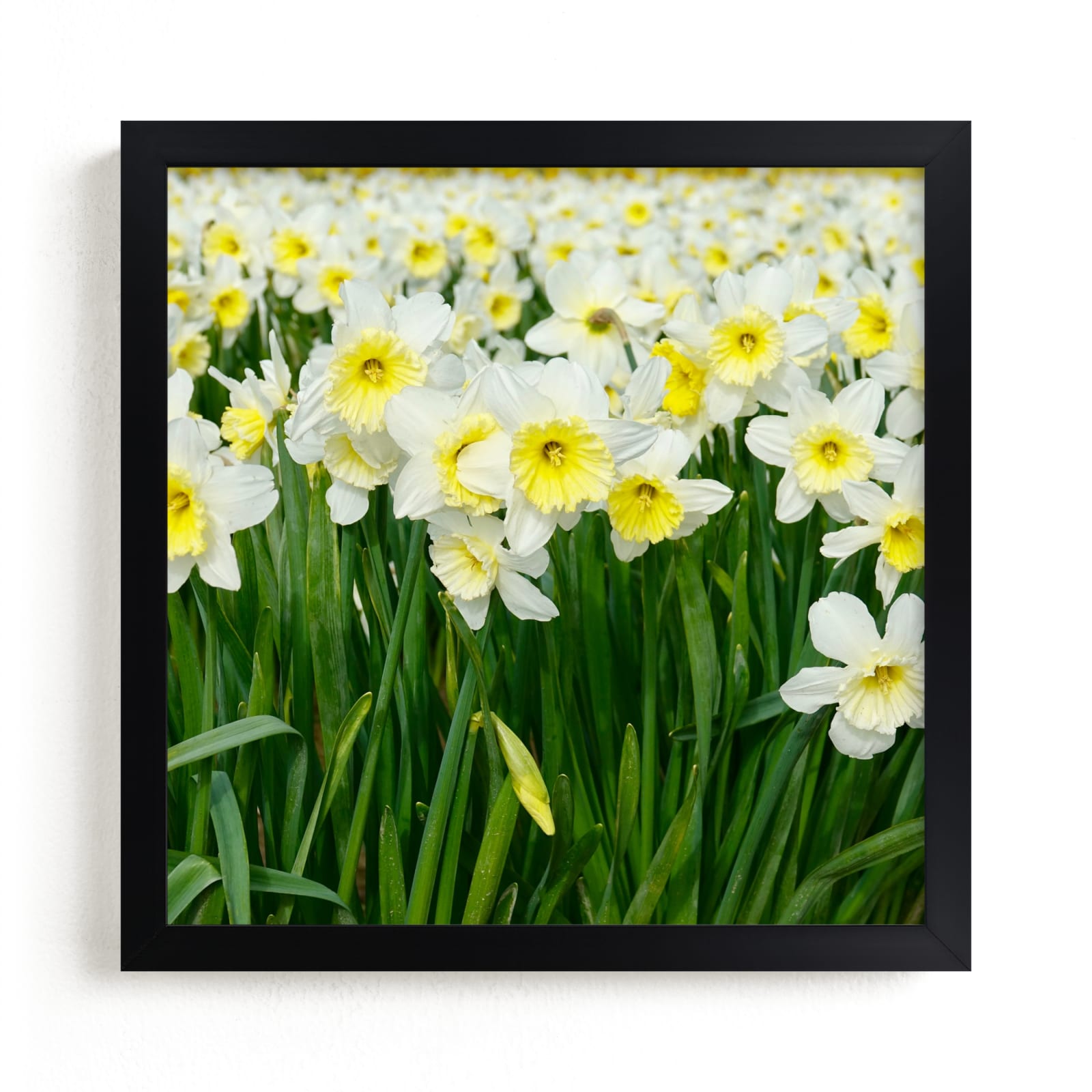 "Daffs 2" by Jan Kessel in beautiful frame options and a variety of sizes.