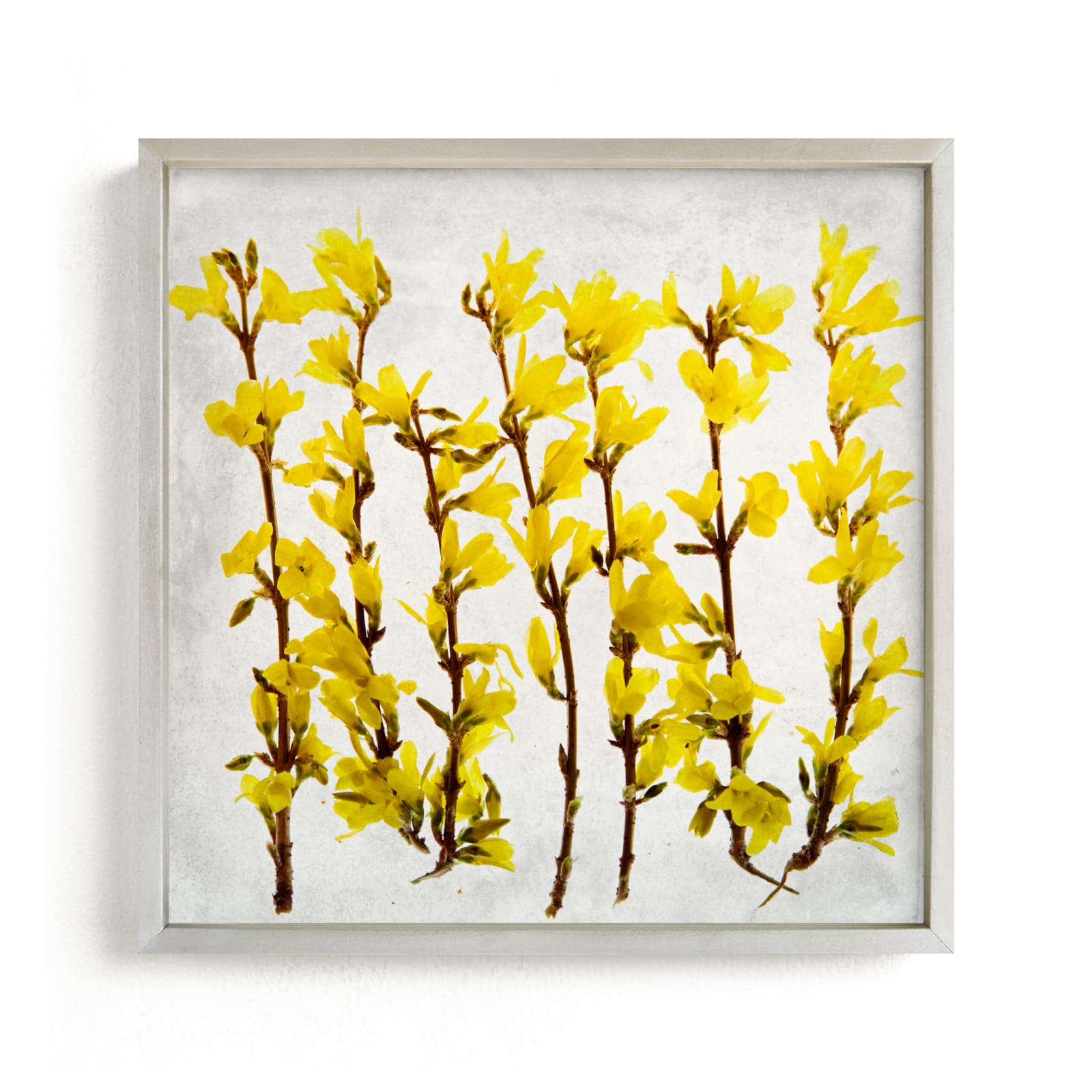 "Forsythia" - Limited Edition Art Print by Qing Ji in beautiful frame options and a variety of sizes.