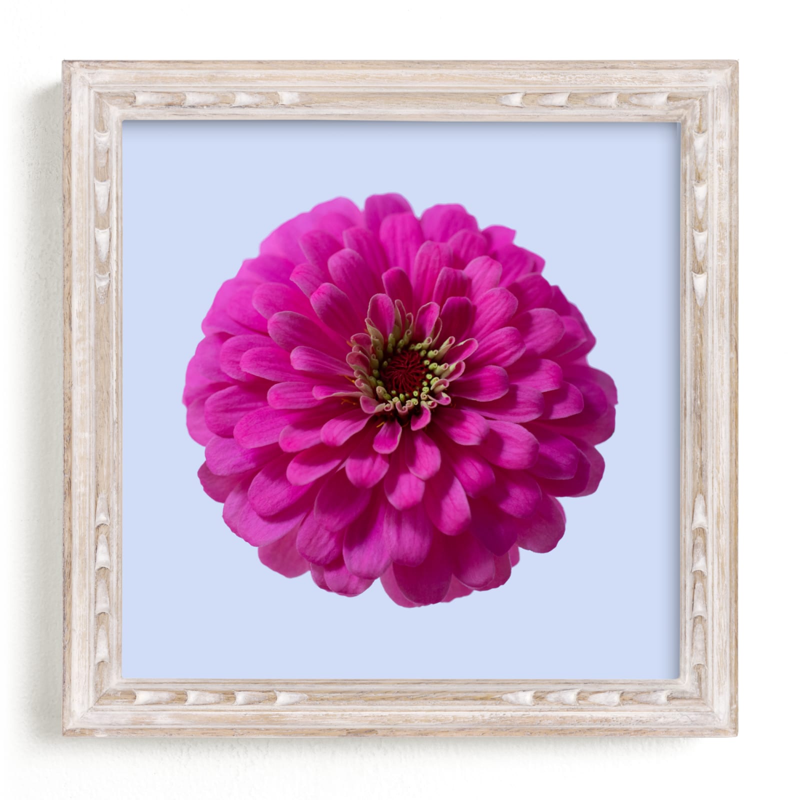 "Pink Zinnia" by Madeup Word in beautiful frame options and a variety of sizes.