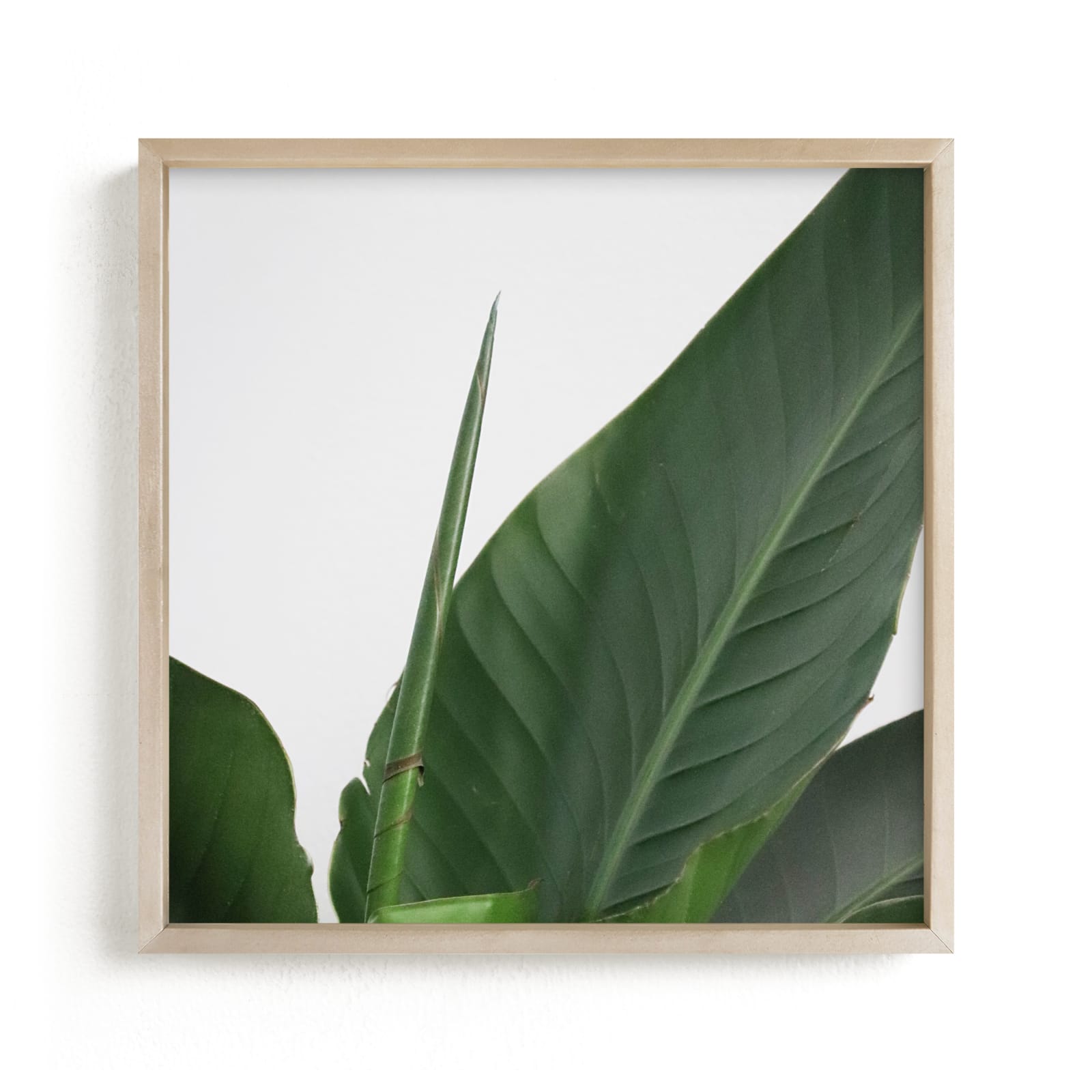 "Lush - Green" - Limited Edition Art Print by Marshe Hutchinson in beautiful frame options and a variety of sizes.