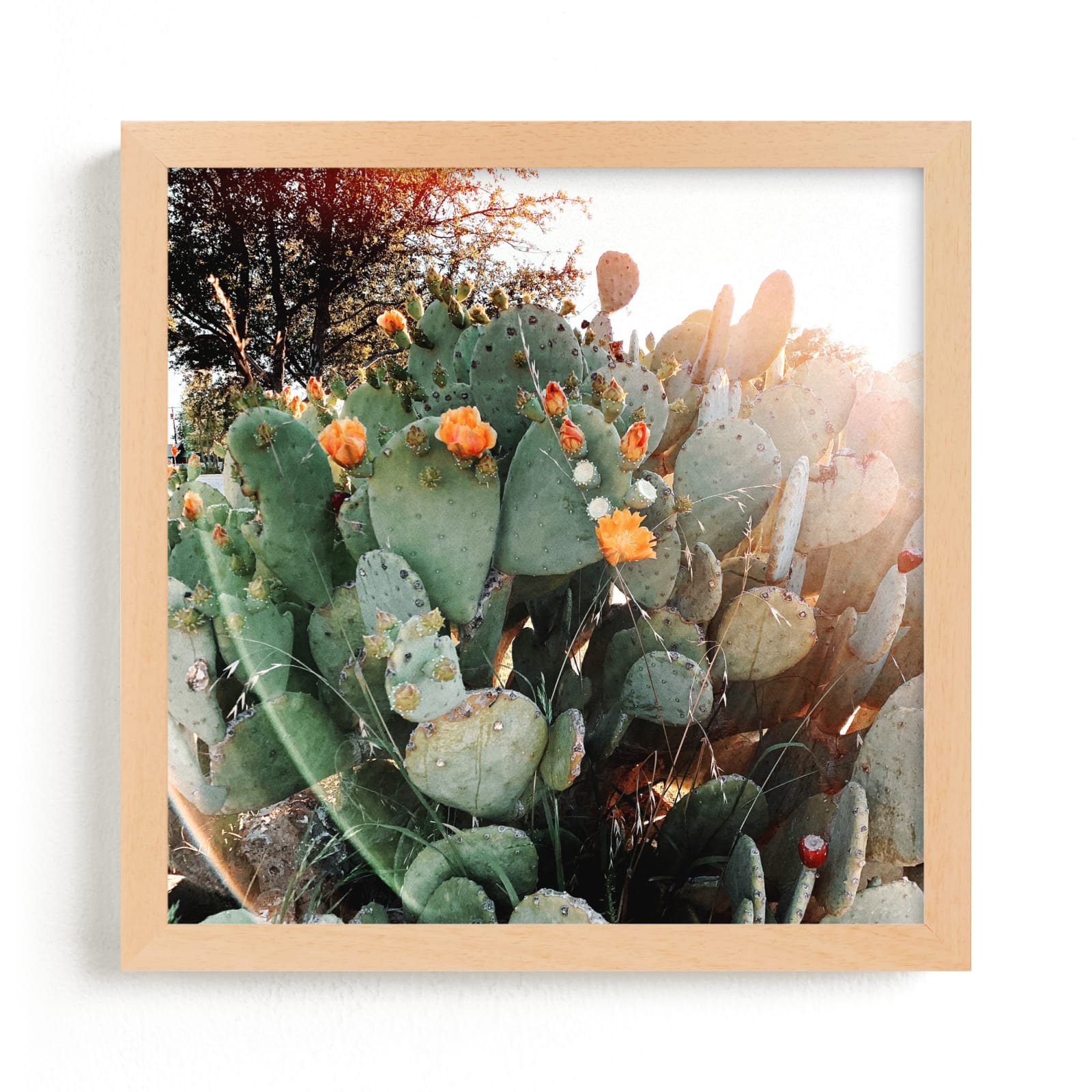 "West Texas Cactai" by Alison Holcomb in beautiful frame options and a variety of sizes.