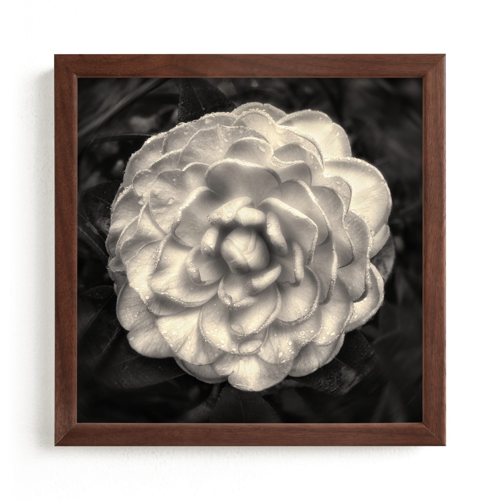 "Camelia Mandala" by Julia Preminger in beautiful frame options and a variety of sizes.