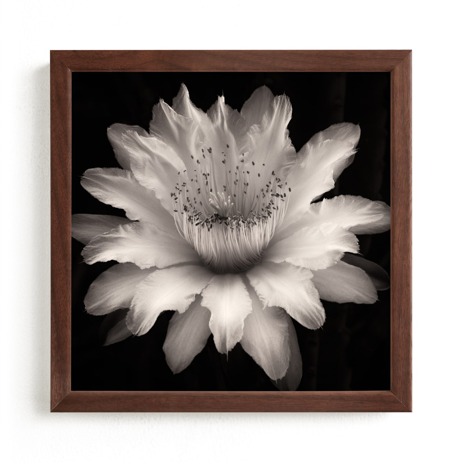 "Cactus Flower Mandala" by Julia Preminger in beautiful frame options and a variety of sizes.