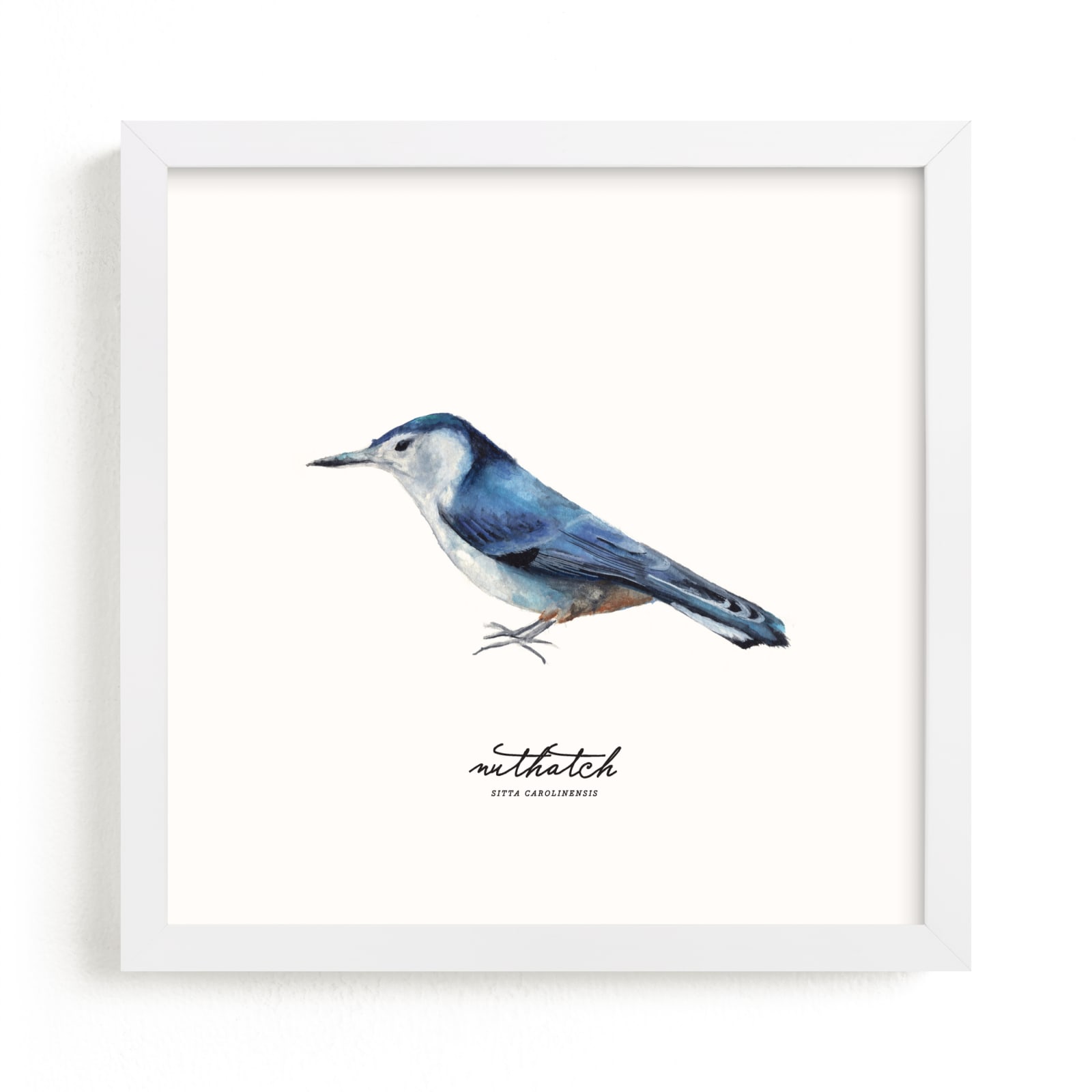 "Nuthatch" - Limited Edition Art Print by Olivia Kanaley Inman in beautiful frame options and a variety of sizes.