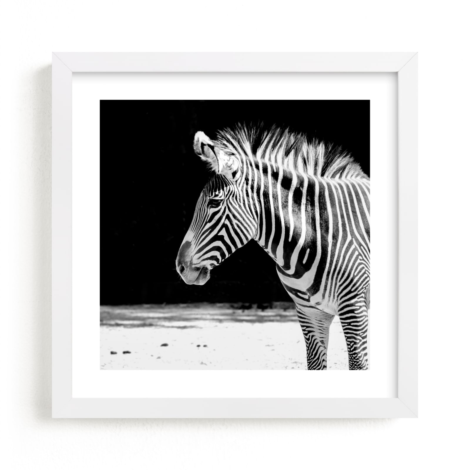 "Zebra" - Limited Edition Art Print by Stephanie Sherman in beautiful frame options and a variety of sizes.