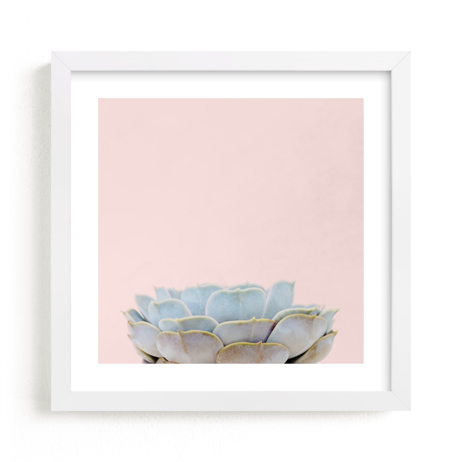 "Succulent No2" - Limited Edition Art Print by Jessica C Nugent in beautiful frame options and a variety of sizes.