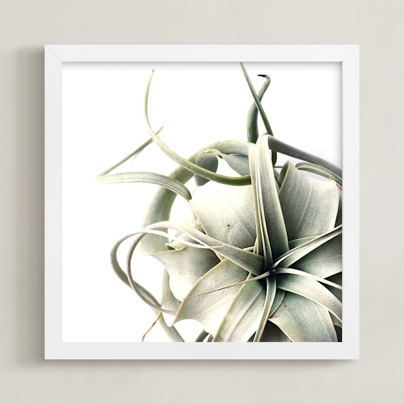 Air Plant 1