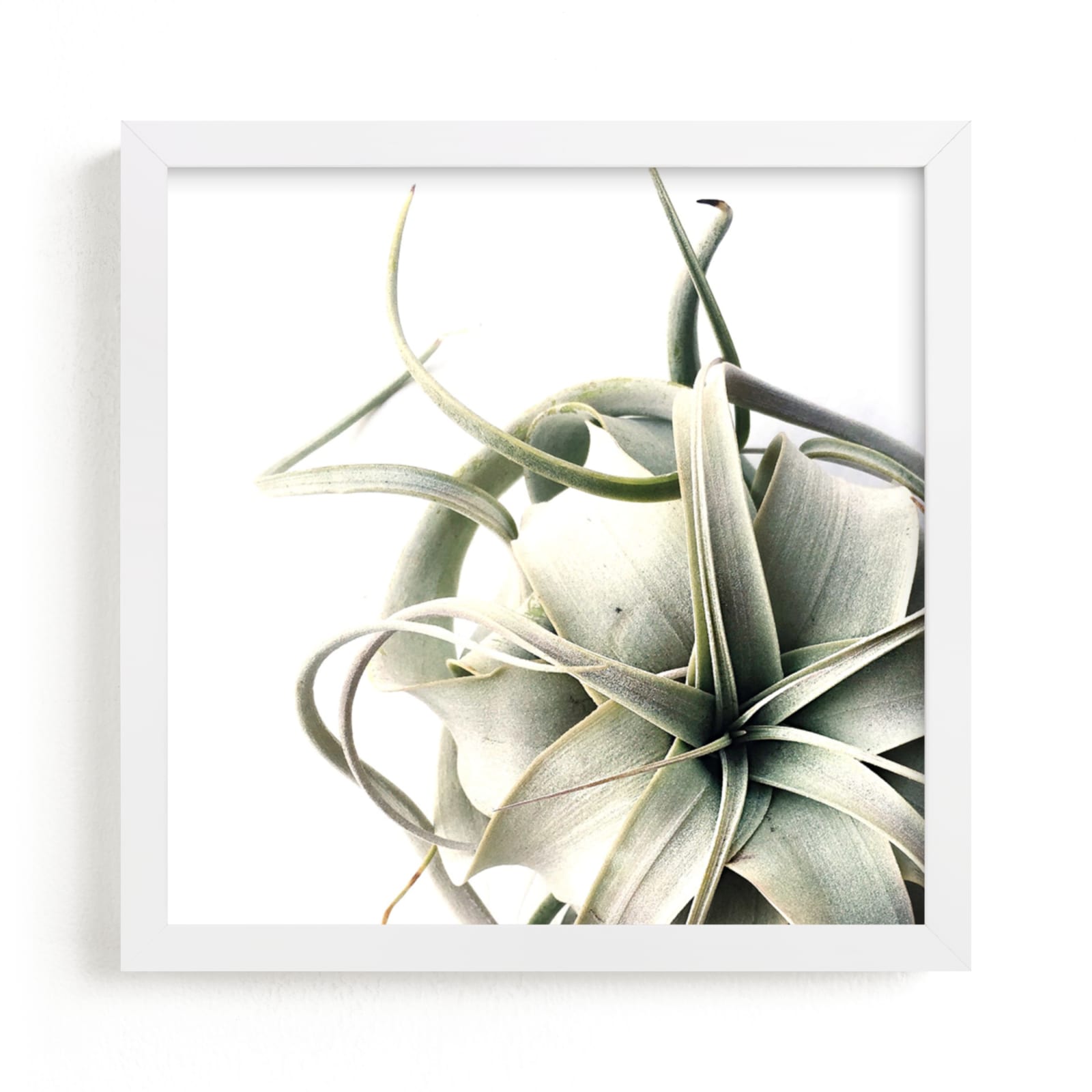 "Air Plant 1" - Art Print by Haley Warner in beautiful frame options and a variety of sizes.