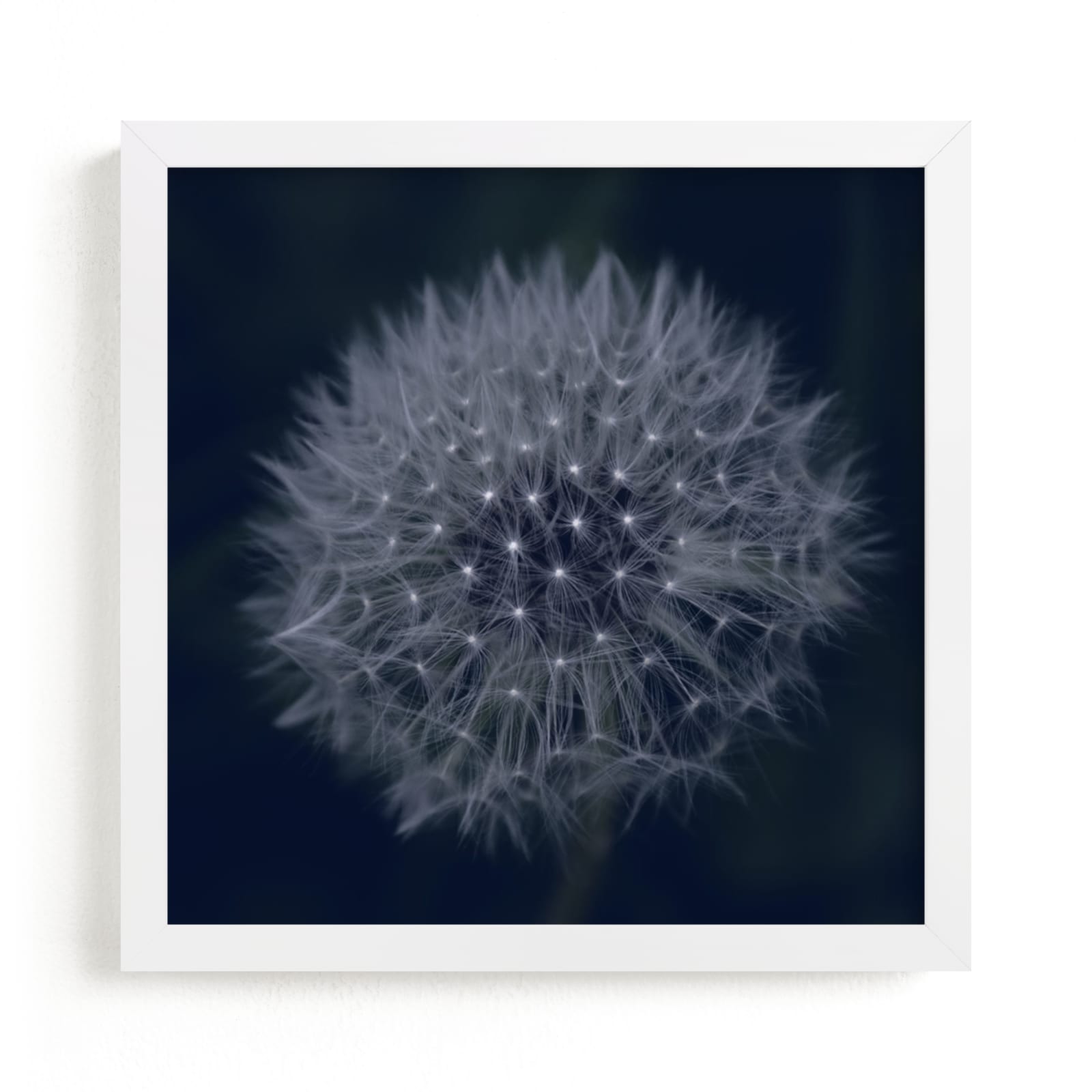 "Dandelion Stars" - Art Print by Johanna Phillips Huuva in beautiful frame options and a variety of sizes.