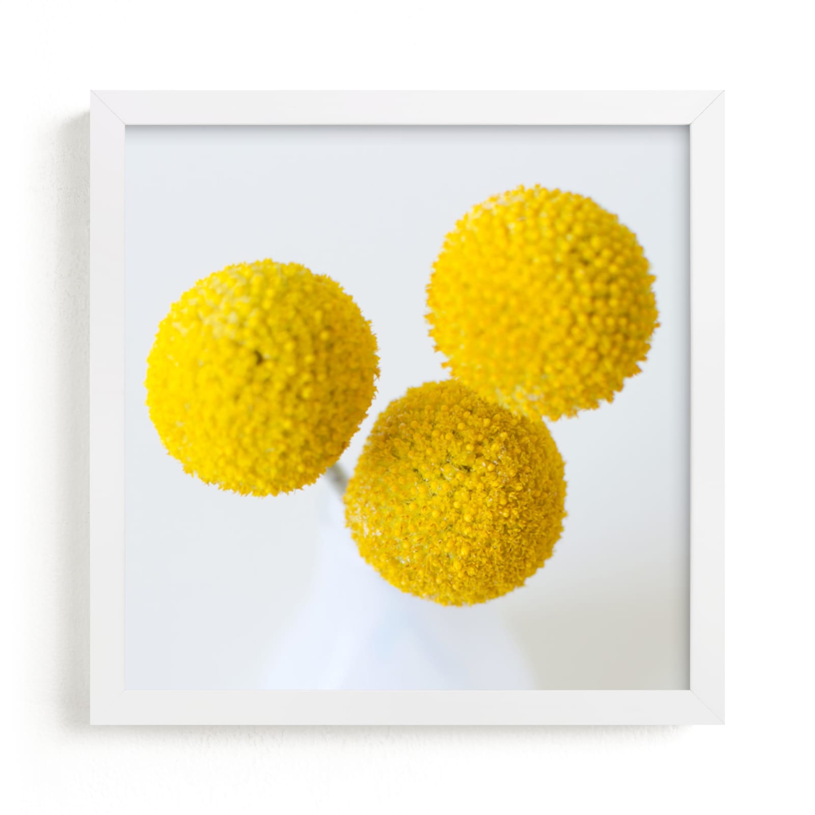 "Billy Buttons" - Art Print by Christina Flowers in beautiful frame options and a variety of sizes.