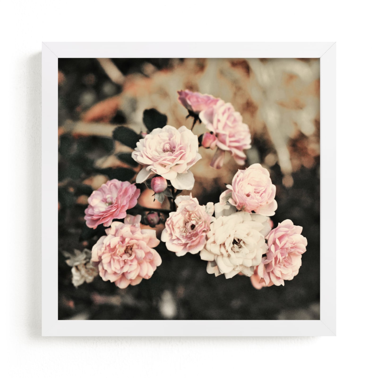 "Fading Pink Roses" - Art Print by Catherine Culvenor in beautiful frame options and a variety of sizes.