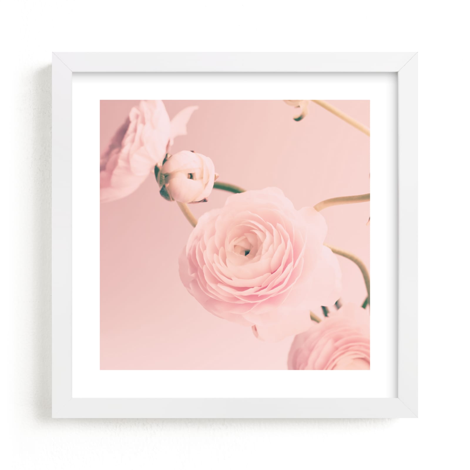 "Cotton Ranunculus" - Limited Edition Art Print by Caroline Mint in beautiful frame options and a variety of sizes.