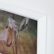 "Milkweed" - Art Print in burnt orange by Alexis Arnold - Frame Close-up