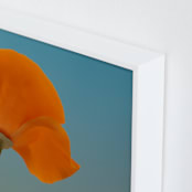 "California Poppy" - Art Print in California Poppy Orange by Elena Kulikova - Frame Close-up